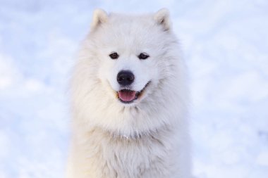 Güzel köpek parkta karda ormanda Samoyed
