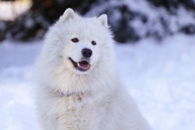 Güzel köpek parkta karda ormanda Samoyed