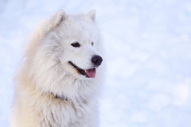 Güzel köpek parkta karda ormanda Samoyed