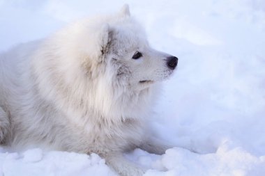 Güzel köpek parkta karda ormanda Samoyed