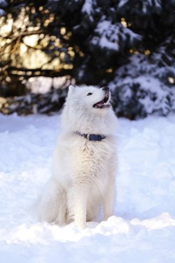 Güzel köpek parkta karda ormanda Samoyed