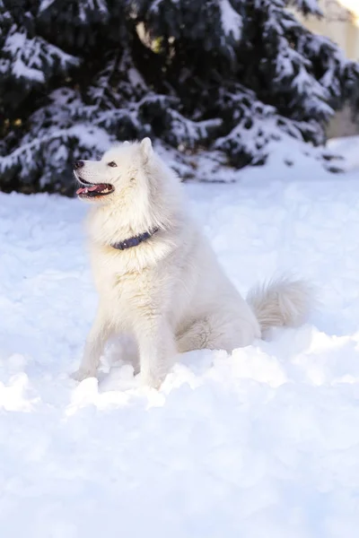 Beautiful Dog Samoyed Forest Park Snow — Stock Photo, Image