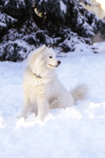 Güzel köpek parkta karda ormanda Samoyed