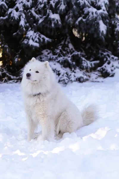 Beautiful Dog Samoyed Forest Park Snow — Stock Photo, Image