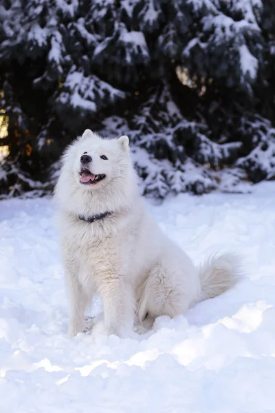 Vacker Hund Samojed Skogen Parken Snön — Stockfoto