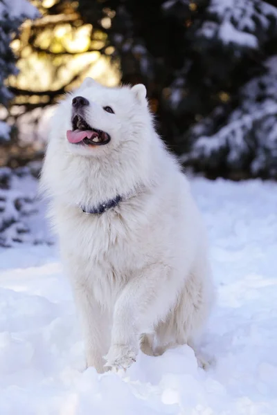 Beau Chien Samoyed Dans Forêt Dans Parc Sur Neige — Photo