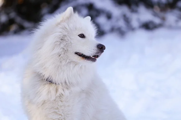 Όμορφο Σκυλί Samoyed Μέσα Στο Δάσος Στο Πάρκο Στο Χιόνι — Φωτογραφία Αρχείου