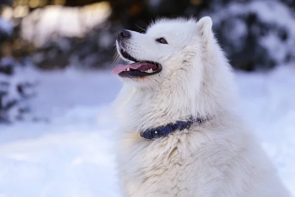 Cão Lindo Samoyed Floresta Parque Neve — Fotografia de Stock