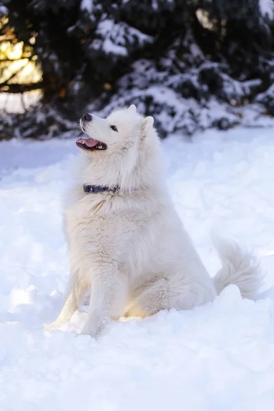Güzel köpek parkta karda ormanda Samoyed