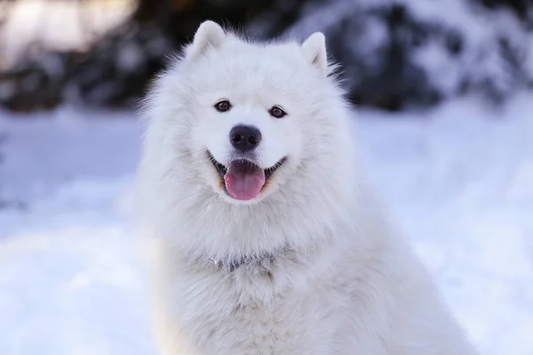 Красивая Собака Самоед Лесу Парке Снегу — стоковое фото