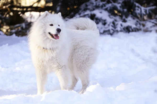 Vacker Hund Samojed Skogen Parken Snön — Stockfoto