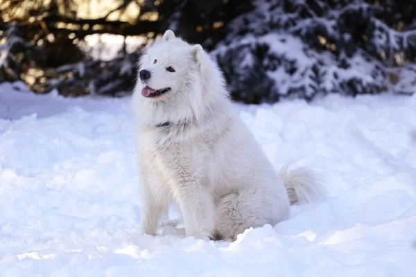 Schöner Hund Samoyed Wald Park Auf Dem Schnee — Stockfoto