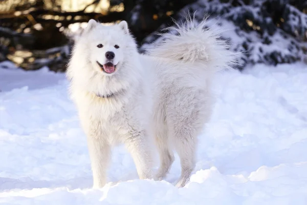 美しい犬サモエド フォレスト内の雪の上の公園で — ストック写真