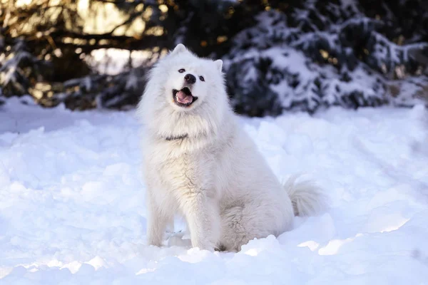 Όμορφο Σκυλί Samoyed Μέσα Στο Δάσος Στο Πάρκο Στο Χιόνι — Φωτογραφία Αρχείου