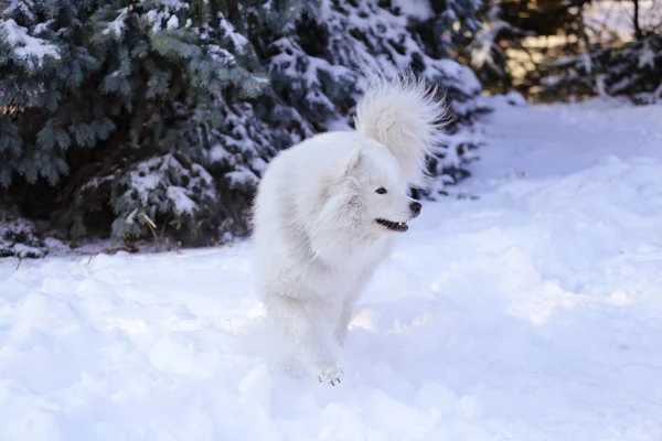 Bellissimo Cane Samoyed Nella Foresta Nel Parco Sulla Neve — Foto Stock