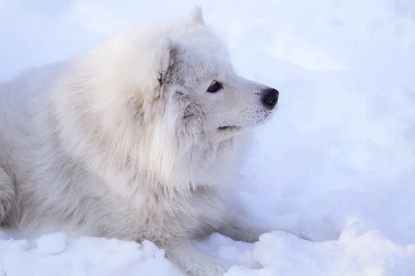 Όμορφο Σκυλί Samoyed Μέσα Στο Δάσος Στο Πάρκο Στο Χιόνι — Φωτογραφία Αρχείου