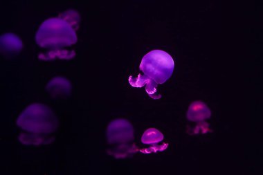 Denizanası, sualtı dünyasını çok arka plan