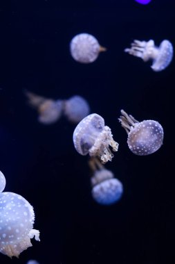 Denizanası, sualtı dünyasını çok arka plan