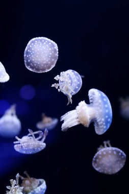 Denizanası, sualtı dünyasını çok arka plan