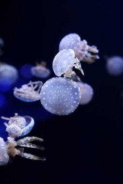 Denizanası, sualtı dünyasını çok arka plan