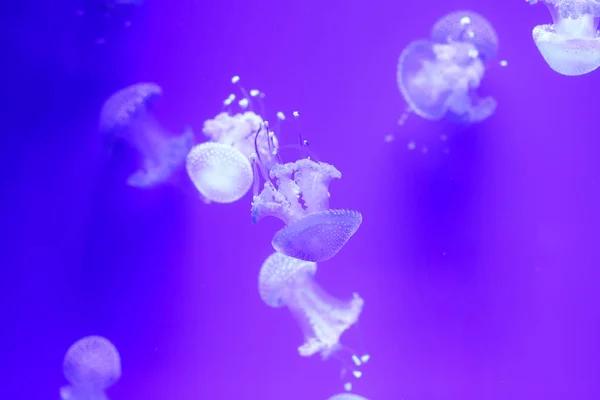 Denizanası Sualtı Dünyasını Çok Arka Plan — Stok fotoğraf