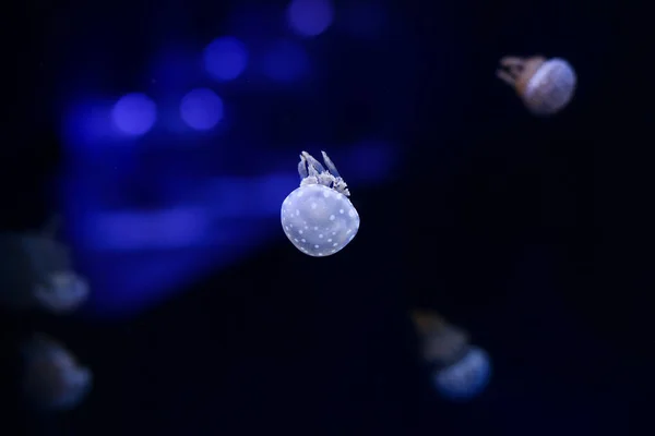 Background Lot Jellyfish Underwater World — Stock Photo, Image