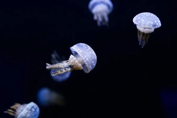 Antecedentes Monte Medusas Mundo Subaquático — Fotografia de Stock