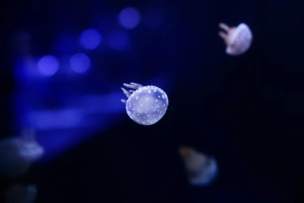 Achtergrond Van Een Heleboel Kwallen Onderwaterwereld — Stockfoto