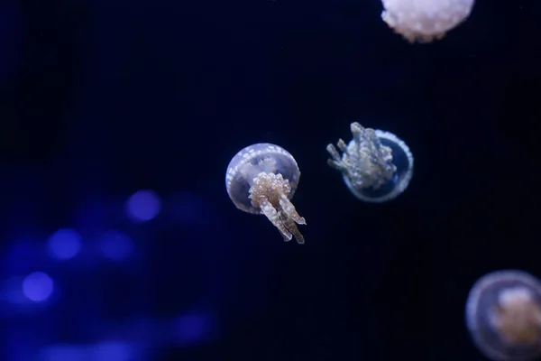 Antecedentes Monte Medusas Mundo Subaquático — Fotografia de Stock