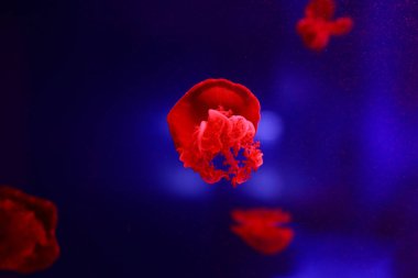 Denizanası, sualtı dünyasını çok arka plan