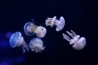 Denizanası, sualtı dünyasını çok arka plan