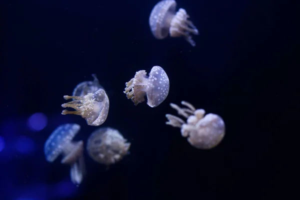 Tle Wielu Meduzy Podwodny Świat — Zdjęcie stockowe