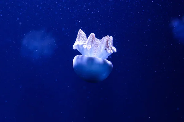 Заднем Плане Много Медуз Подводный Мир — стоковое фото