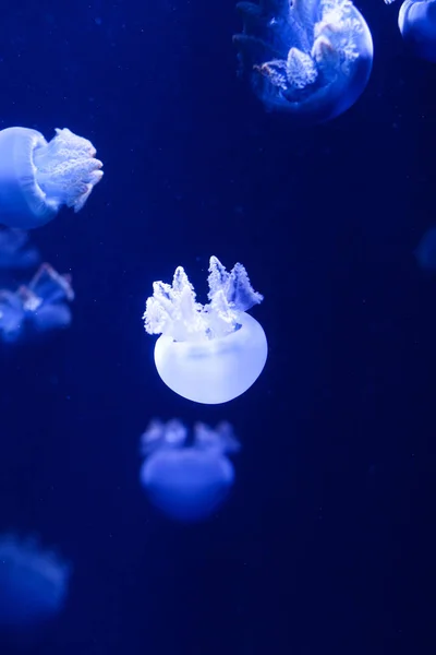 Antecedentes Monte Medusas Mundo Subaquático — Fotografia de Stock