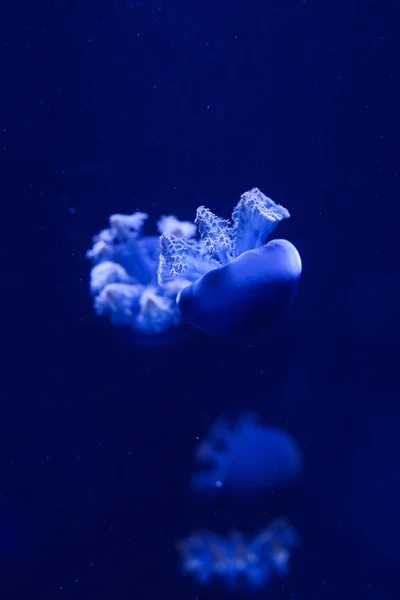 Antecedentes Montón Medusas Mundo Submarino — Foto de Stock