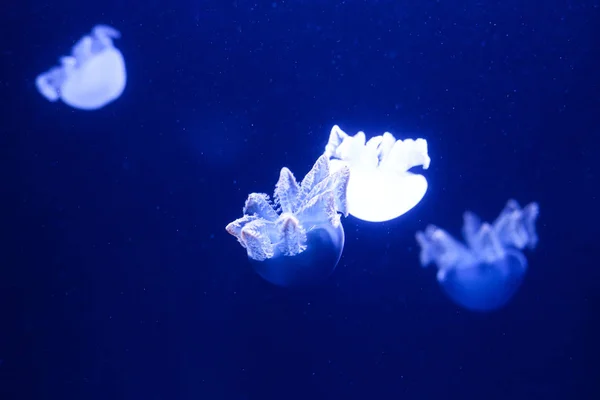 Achtergrond Van Een Heleboel Kwallen Onderwaterwereld — Stockfoto