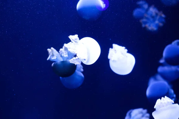 背景了很多水母 水下世界 — 图库照片