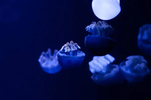 Background Lot Jellyfish Underwater World — Stock Photo, Image