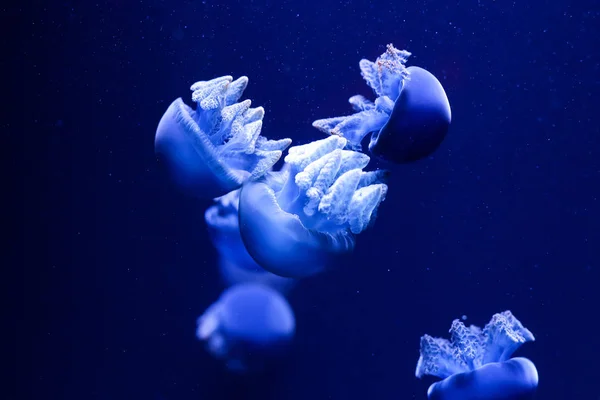 Заднем Плане Много Медуз Подводный Мир — стоковое фото
