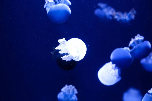 Contexte Beaucoup Méduses Monde Sous Marin — Photo