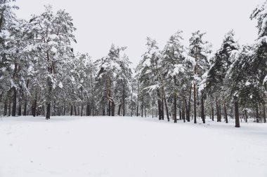Kış, orman, kar. Karla kaplı çam ormanı, kardaki ağaçlar, güzel bir kış manzarası, doğa.