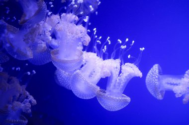 Denizanası, sualtı dünyasını çok arka plan