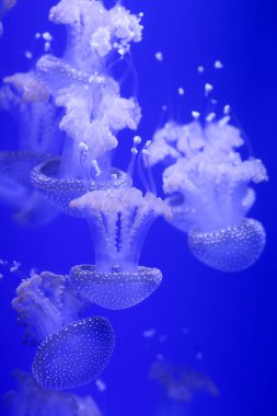 Denizanası, sualtı dünyasını çok arka plan