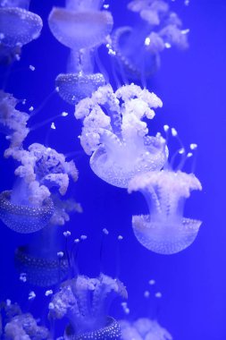 Denizanası, sualtı dünyasını çok arka plan