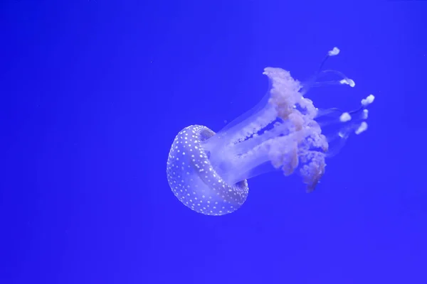 Tle Wielu Meduzy Podwodny Świat — Zdjęcie stockowe