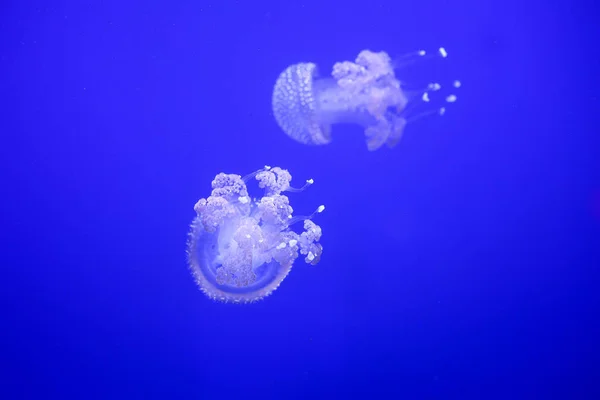 해파리 세계의 — 스톡 사진
