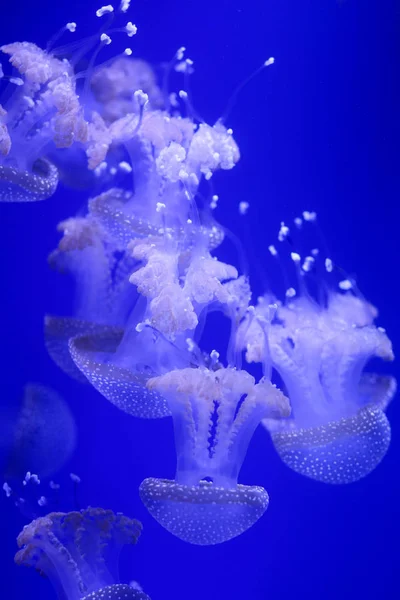 Antecedentes Monte Medusas Mundo Subaquático — Fotografia de Stock