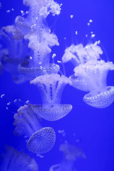 背景了很多水母 水下世界 — 图库照片