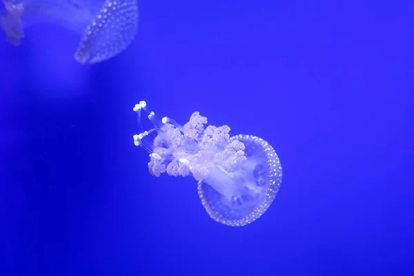 Заднем Плане Много Медуз Подводный Мир — стоковое фото