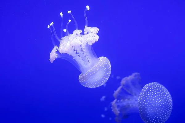 Antecedentes Montón Medusas Mundo Submarino — Foto de Stock